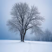 Církvice – winter