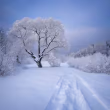 Diváky – winter