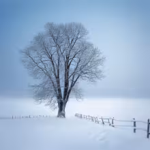 Lorenzovy sady – winter