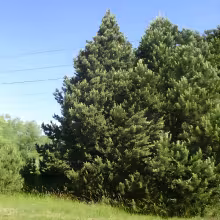 Arboretum Sofronka