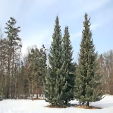 Arboretum Vysoké Chvojno