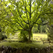 Arboretum ČZU v Kostelci nad Černými lesy