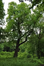 Jezeřské arboretum