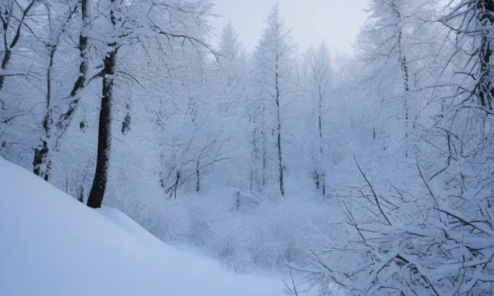 Arboretum Žampach – winter