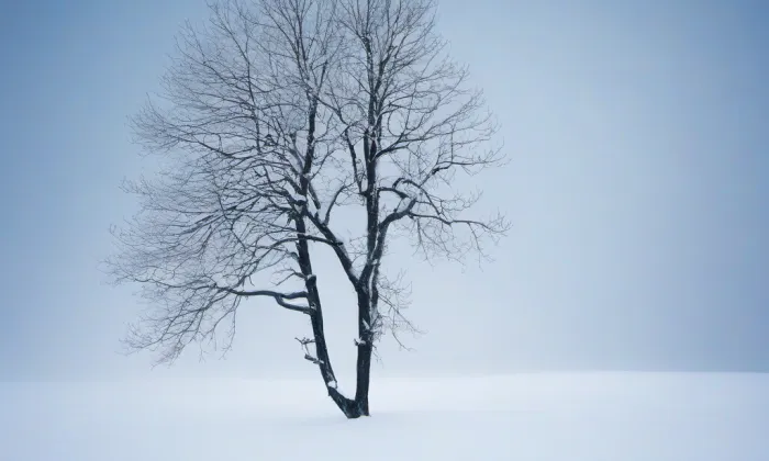 Bučkovy sady – winter