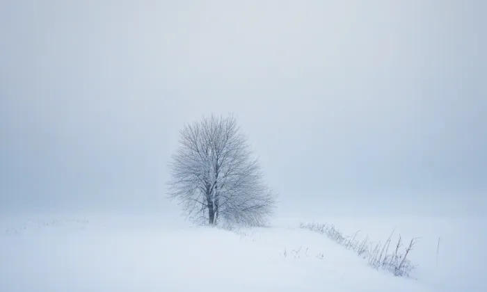Janáčkovo stromořadí – winter