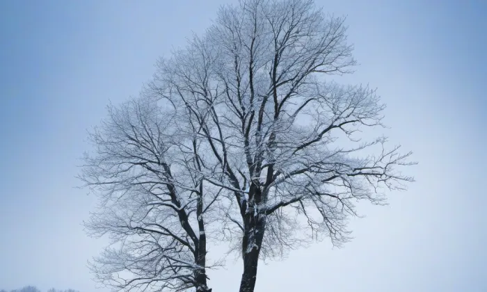 Pasečná – winter
