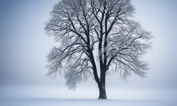 Trhové Sviny – winter
