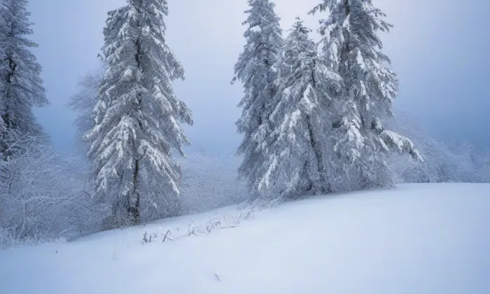 zámek Karviná – winter