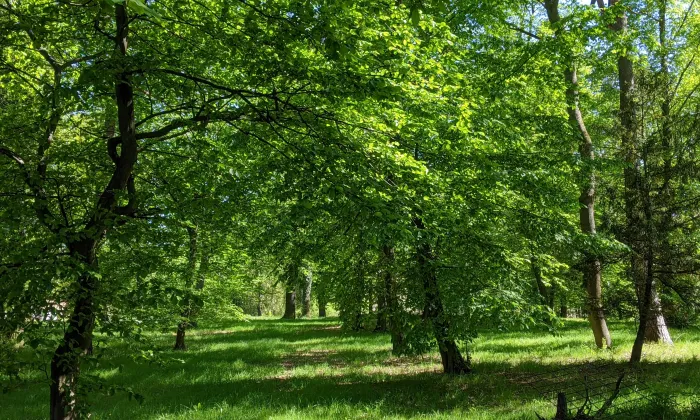 Býchory