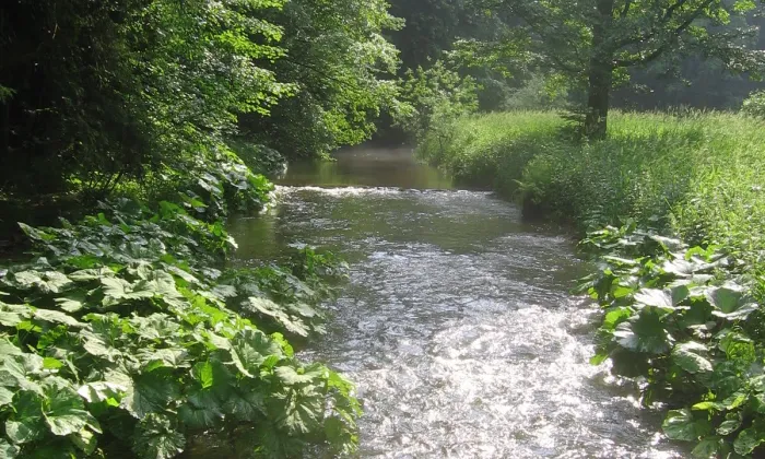 Vlčinec