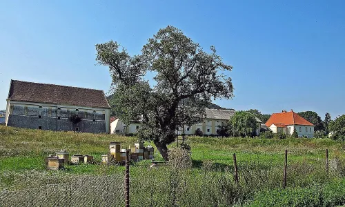 Bělušice