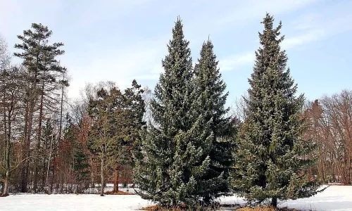 Arboretum Vysoké Chvojno