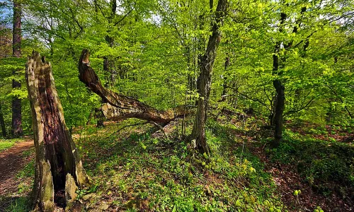 Svrčov