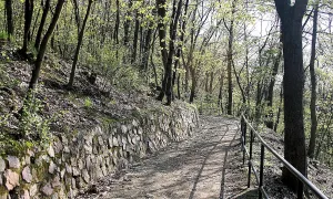 Wilsonův les