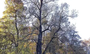 Park Boženy Němcové