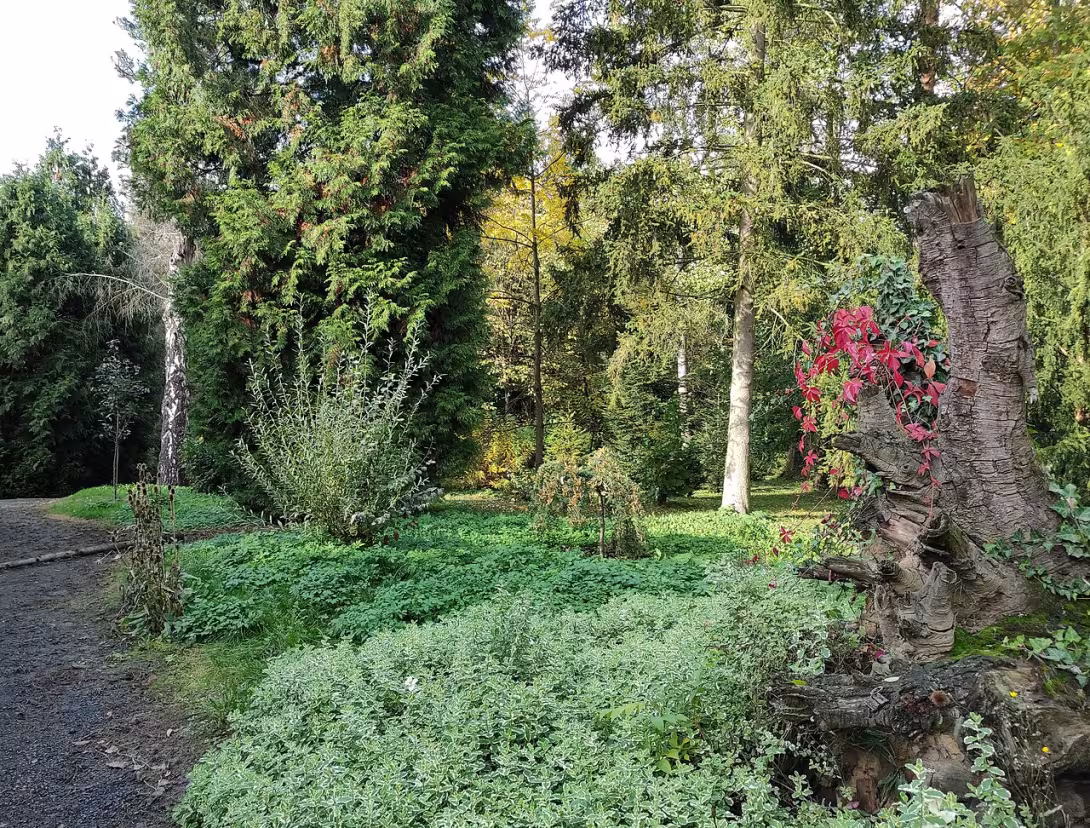 Dnešní pohled – Arboretum Střední lesnické školy v Hranicích