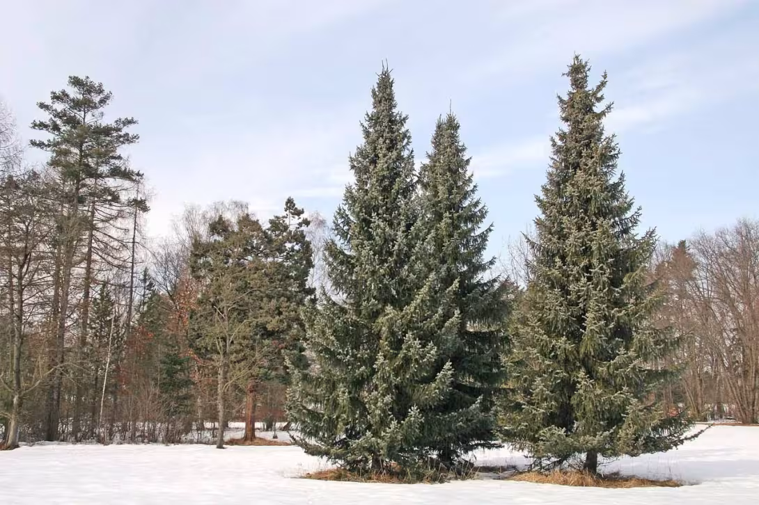 Dnešní pohled – Arboretum Vysoké Chvojno