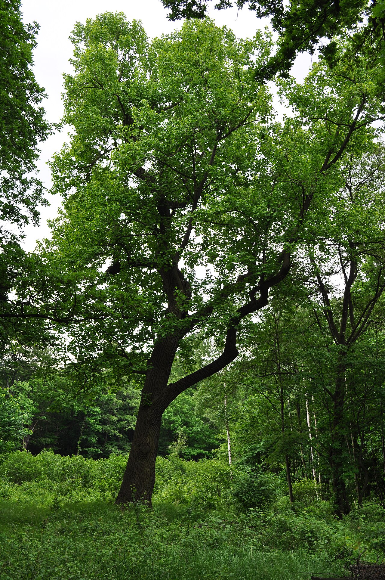 
<span>Jezeřské arboretum</span>

